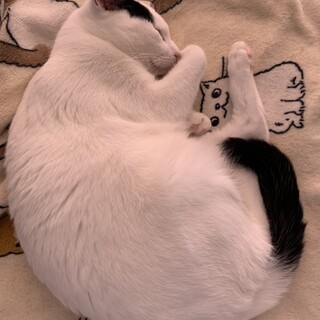 食いしん坊ジャージーくん　白黒猫ちゃん