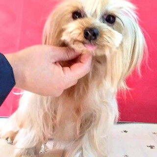 可愛いヨーキーのマナちゃん