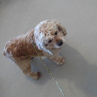 アメリカンコッカースパニエル　6歳　女の子