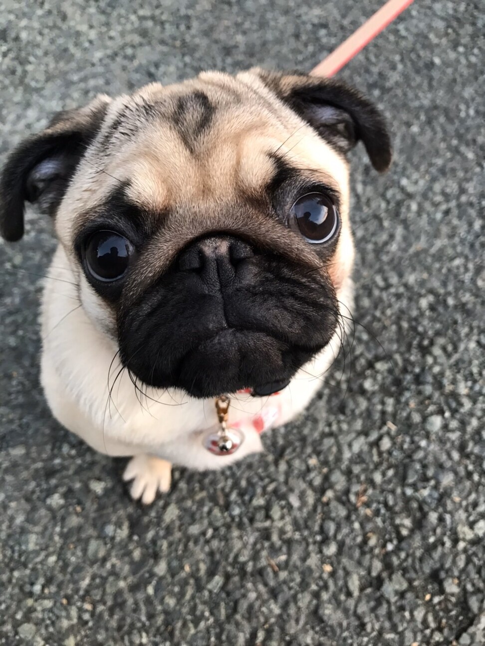 モモ
