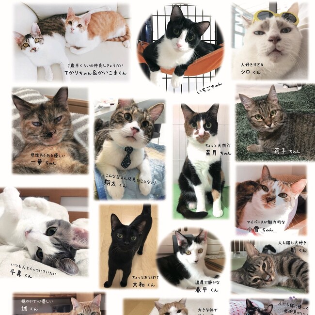 保護猫シェルターすいかさんち さん ペットのおうち 月間利用者150万人