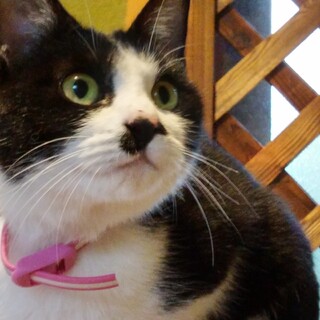 イケイケな鼻から墨汁女子