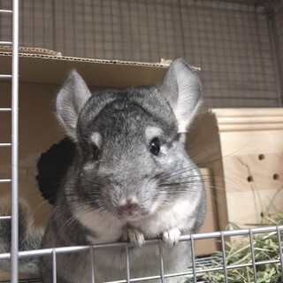 チンチラ グレー