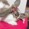 ぜろたん