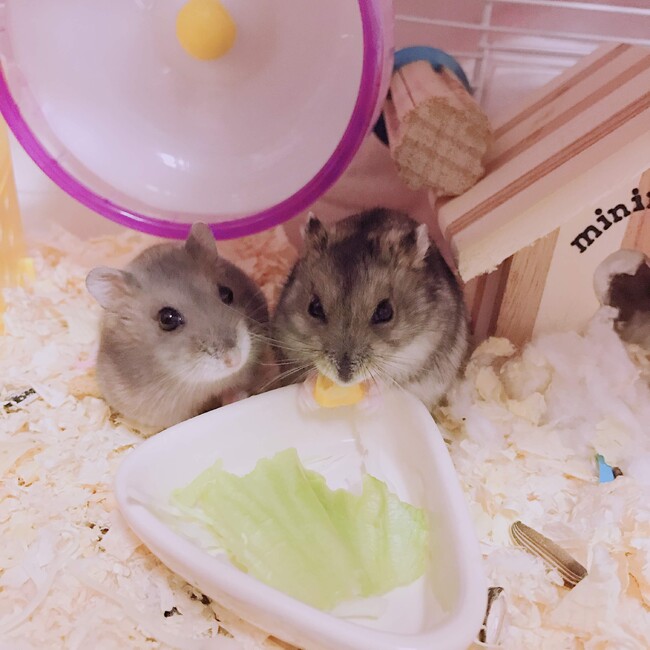 ぜろたんのカバー写真