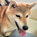 小ぶりな2歳柴犬女の子