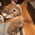 うさぎ