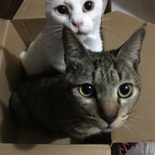 うちなんちゅキジトラ雄馬くん