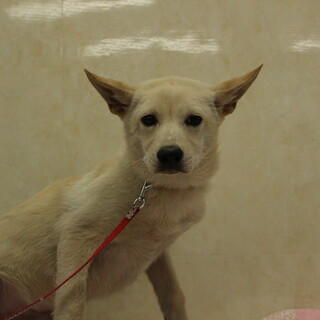 トライアル決定しました！