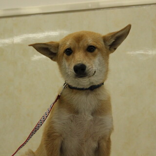 トライアル決定しました