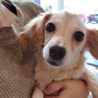 Daisy