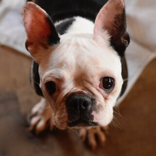 ボストンテリアのマディソン