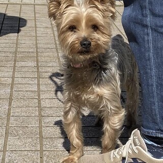 飼育放棄のヨーキーさくらくん