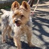 飼育放棄のヨーキーさくらくん サムネイル2
