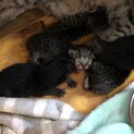 仔猫が産まれました。