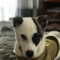 ラッシー