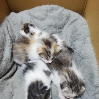 一旦閉め切ります　2020年4月1日産まれ