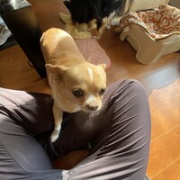 アズキ