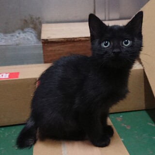 【トライアル決定しました⠀】白毛混じり黒猫＊女の子