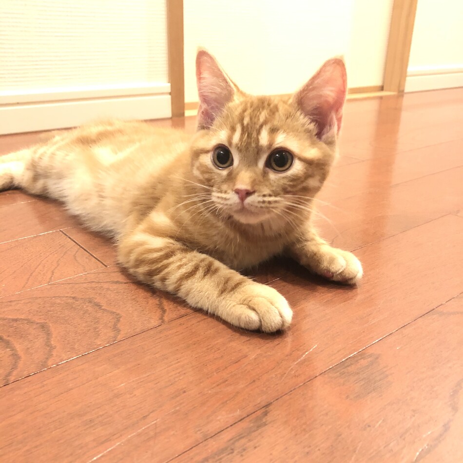トロのカバー写真