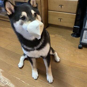 コロナ対策