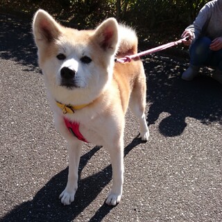 おっとりな女の子★秋田犬★ひなちゃん