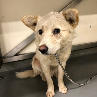 大きめ可愛い野犬男子しらお君→相談中