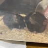 似た者親子