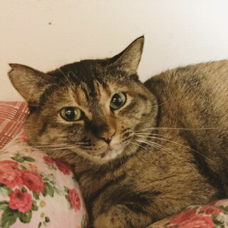 ◎控え目で優しいミマちゃん