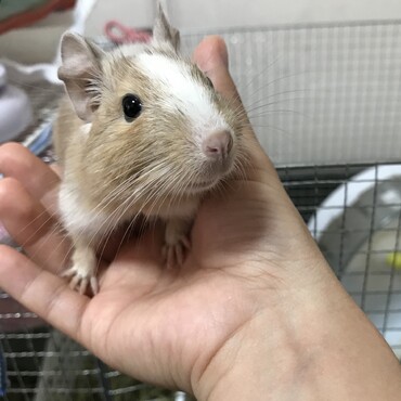 1番最初に迎えたデグーです。とてもおっとりしていて優しい子です。