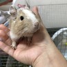 1番最初に迎えたデグーです。とてもおっとりしていて優しい子です。