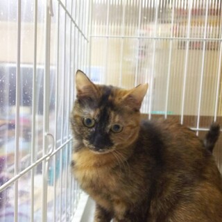 神秘的なサビ猫さん！可愛い女の子です。