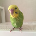 生後2か月　セキセイインコの里親になってくださる方