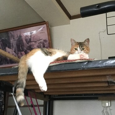 キャットタワー改造