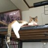 キャットタワー改造