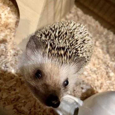 ご飯頂戴！の顔