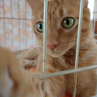 ◎やんちゃな茶トラの女の子