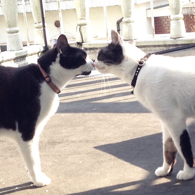 けいけいちのカバー写真