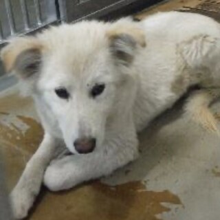 愛護団体より引出し完了。成犬♀008