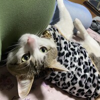 シャイ君