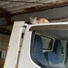 めいーこ