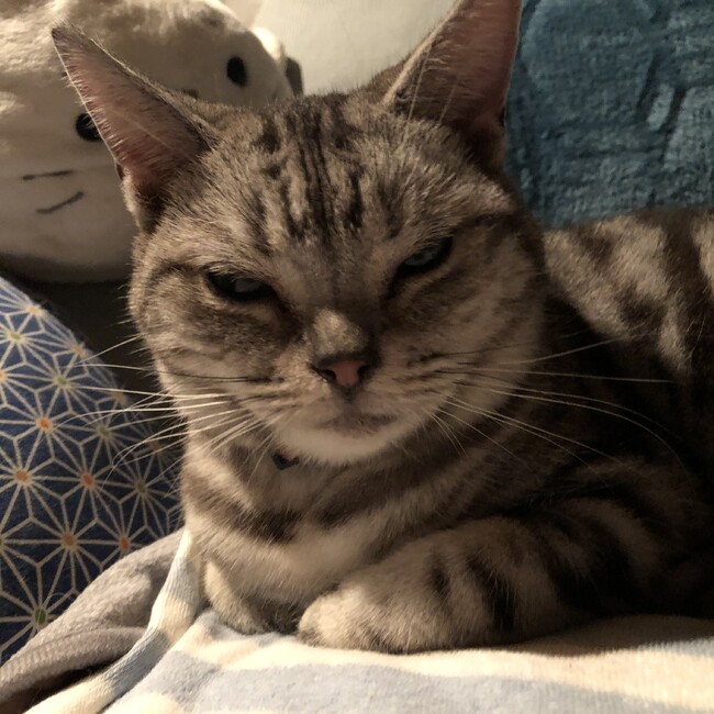 花サキのカバー写真