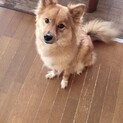 お利口なパコちゃん。
