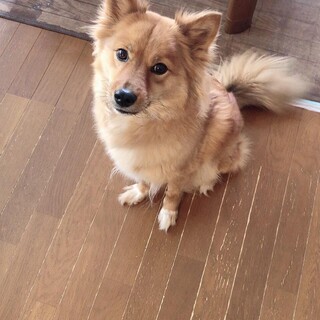 お利口なパコちゃん。