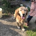 小ぶりなゴールデンレトリバーの男の子。