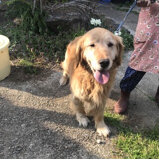 小ぶりなゴールデンレトリバーの男の子。