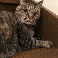 ヒナ
