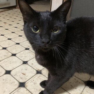 黒猫さんの女の子