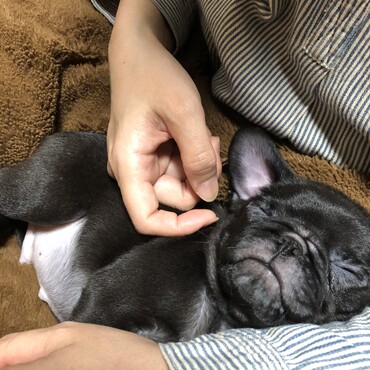 お膝で寝るのが大好き♡
