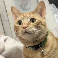 リル